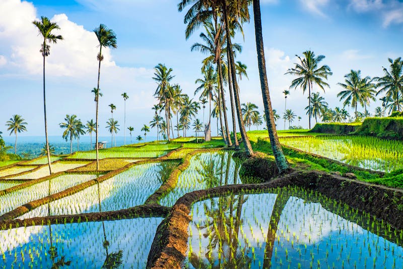 Reisterrassen bei Senaru auf Lombok - ©jiduha - stock.adobe.com
