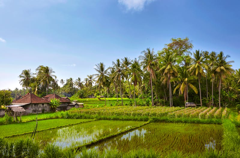 Reisfelder bei Senaru auf Lombok - ©Tjeerd - stock.adobe.com