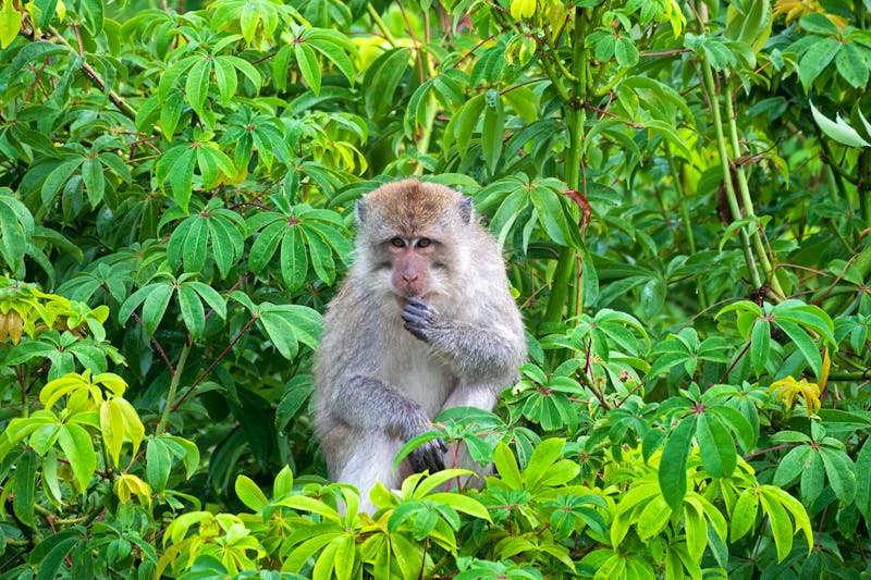 Makake im Mount Rinjani Nationalpark auf Lombok - ©Luis - stock.adobe.com