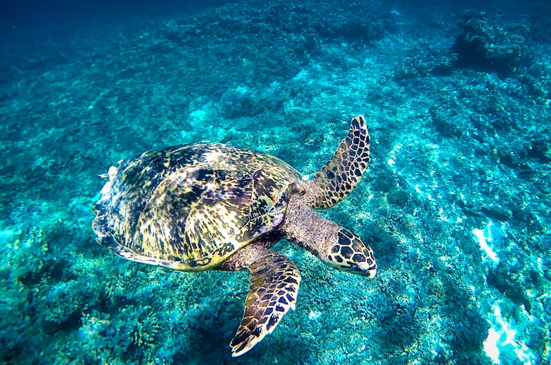 Meeresschildkröte vor den Gili-Inseln bei Lombok - ©365_visuals - stock.adobe.com