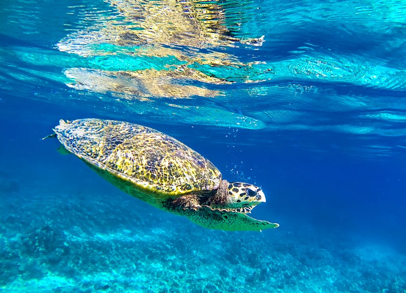 Meeresschildkröte vor den Gili-Inseln bei Lombok - ©365_visuals - stock.adobe.com