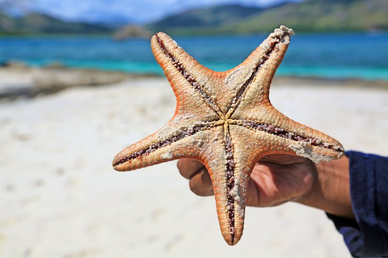 Ausflug zu den Gili-Inseln vor Lombok - Seestern am Strand - ©blickwinkel2511 - stock.adobe.com