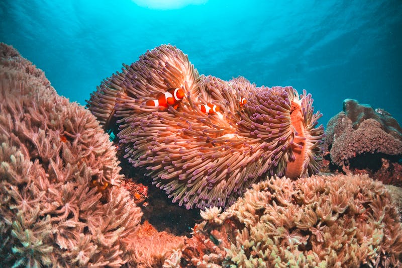 Korallenriff an den Gili-Inseln vor Lombok - ©Aaron - stock.adobe.com