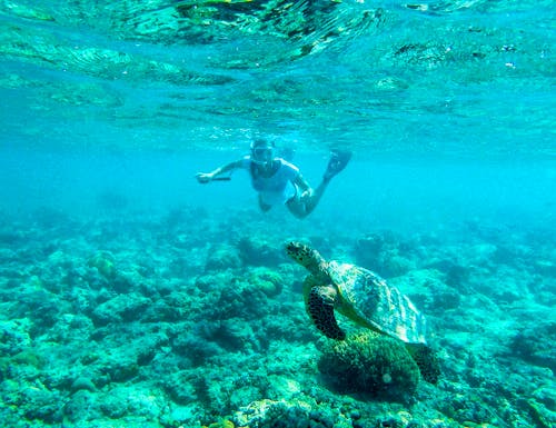 Schwimmen mit Schildkröten vor den Gili-Inseln  – © Chris - stock.adobe.com