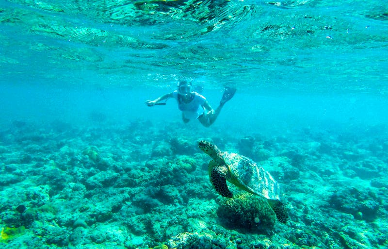 Schwimmen mit Schildkröten vor den Gili-Inseln  - ©Chris - stock.adobe.com