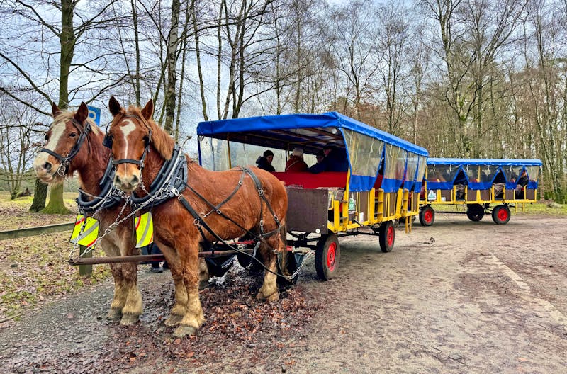 Kutschfahrt durch die Lüneburger Heide - ©Christin Kuschka - Eberhardt TRAVEL