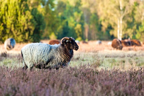 Heidschnucken in der Lüneburger Heide &ndash; &copy; SwantjeKiss - stock.adobe.com