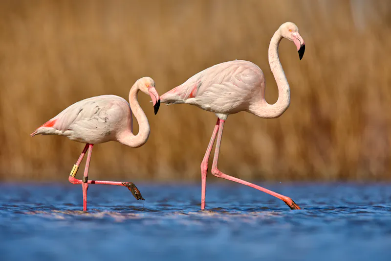 Flamingos an den Molentargius-Salinen auf Sardinien - &copy;ondrejprosicky - stock.adobe.com