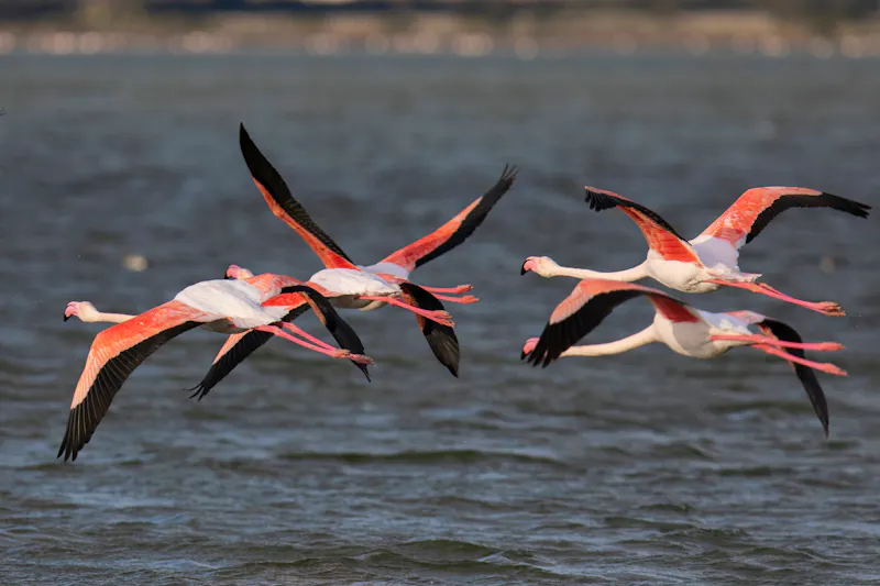 Flamingos an den Molentargius-Salinen auf Sardinien - &copy;fabio murru - stock.adobe.com