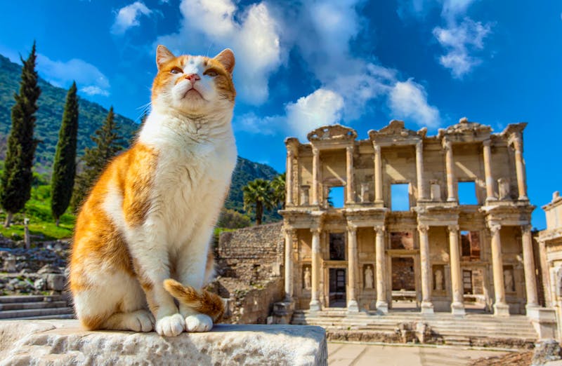 Katzenbesuch in der antiken Stadt Ephesus - Türkei - ©Esin Deniz - stock.adobe.com