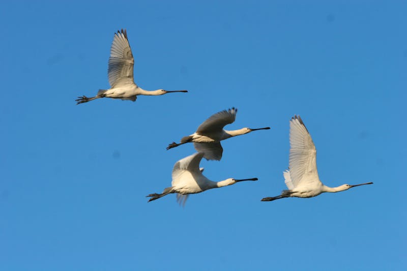 Suncheon Bay Ecological Park in Südkorea - ©david - stock.adobe.com