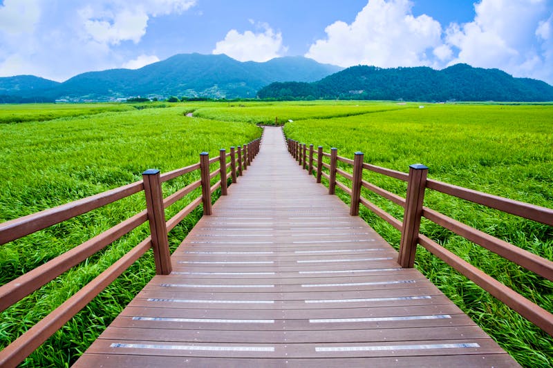 Suncheon Bay Ecological Park in Südkorea - ©Tanya - stock.adobe.com