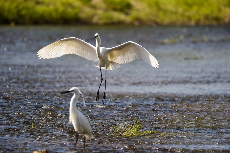 Weiße Reiher in der Suncheon-Bucht - ©Yeongsik Im - stock.adobe.com