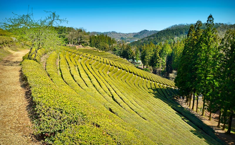 Boseong Teefelder in Südkorea - ©Noa - stock.adobe.com