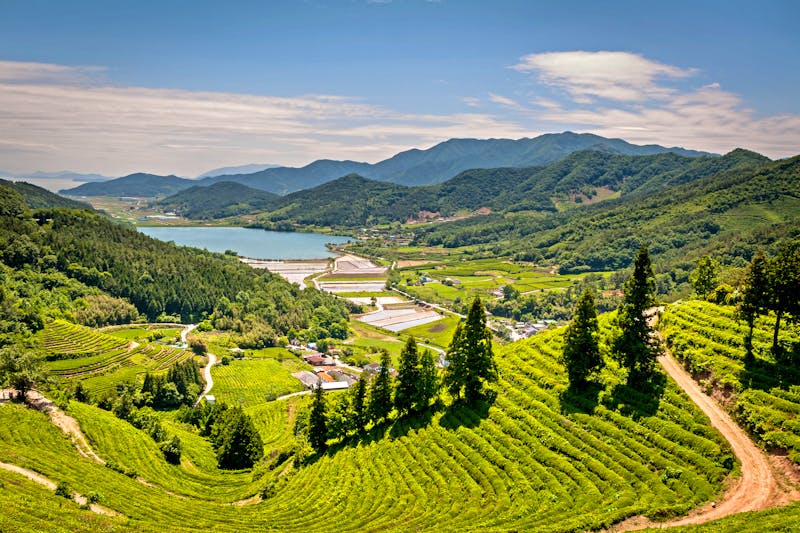 Boseong Teefelder in Südkorea - ©Goncalo - stock.adobe.com