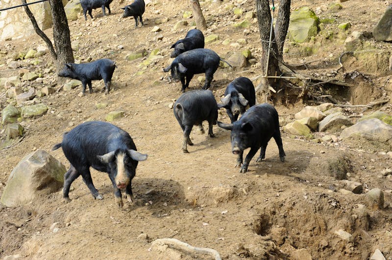 Schweine im Nebrodi-Nationalpark - ©FV Photography - stock.adobe.com