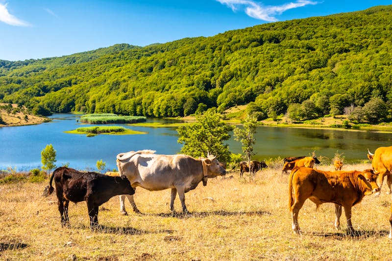 Kühe im Nebrodi-Nationalpark auf Sizilien - ©Maurizio - stock.adobe.com