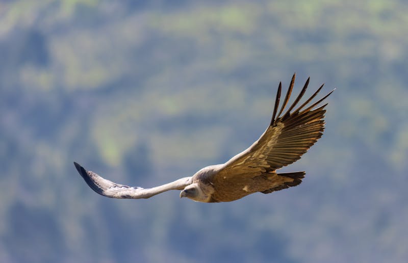 Geier im Nebrodi-Nationalpark auf Sizilien - ©vinx83 - stock.adobe.com