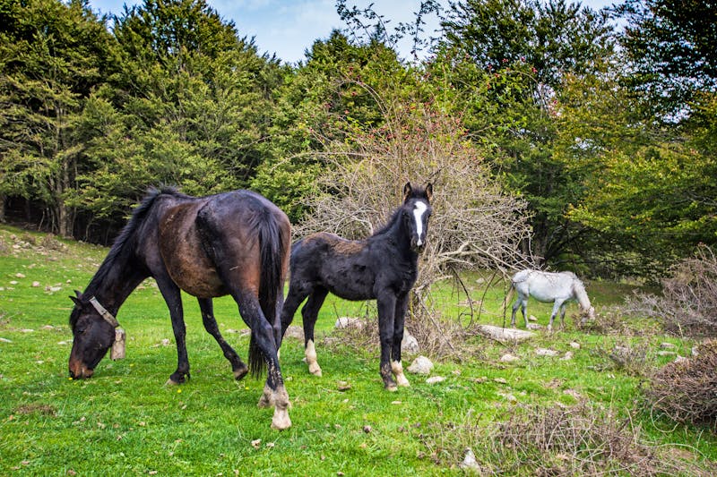 Pferde im Nebrodi-Nationalpark auf Sizilien - ©spevin - stock.adobe.com