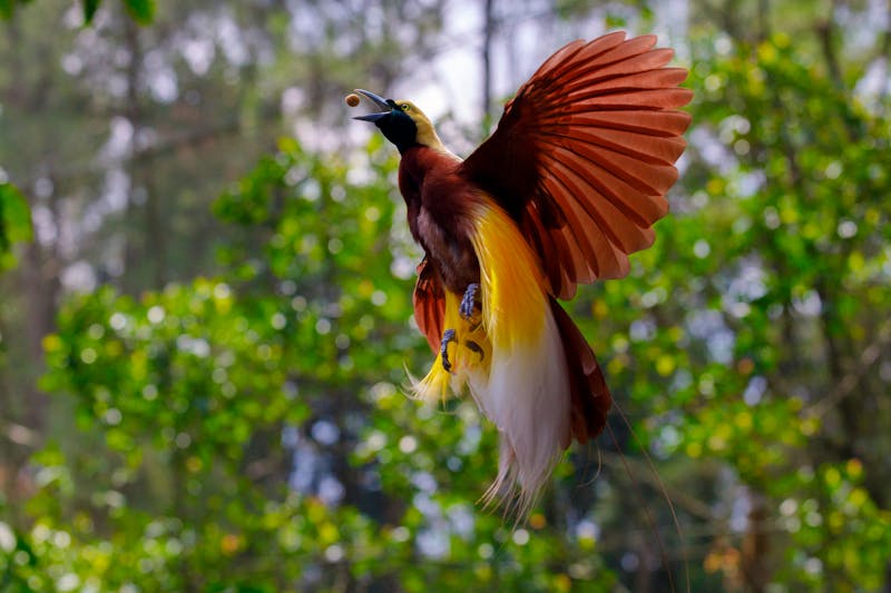 Der Paradiesvogel - das Nationalsymbol von Papua-Neuguinea - ©Rudy - stock.adobe.com