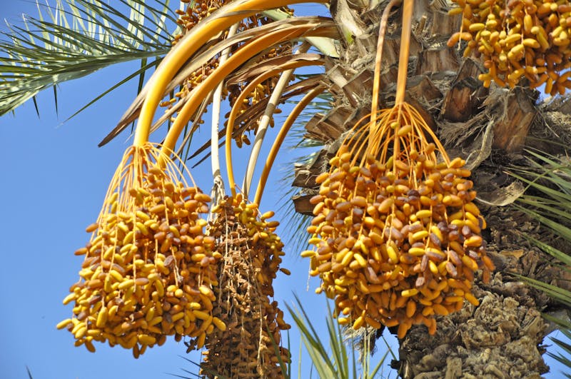 Dattelpalme - ©Albin Marciniak - stock.adobe.com