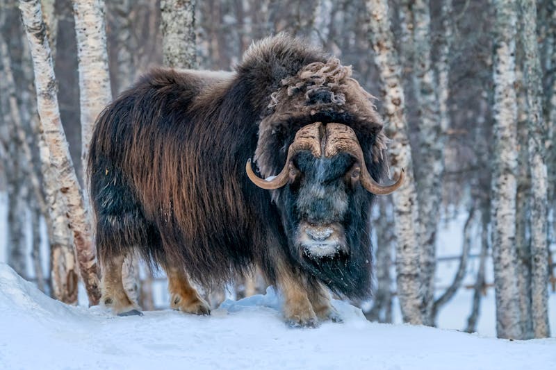Moschusochse im Schnee - ©Marc Julien - stock.adobe.com