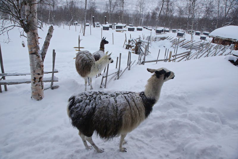 Lamas im Schnee in Bardu - Norwegen - ©Francesco Carboni Tutti i diritti sono riservati