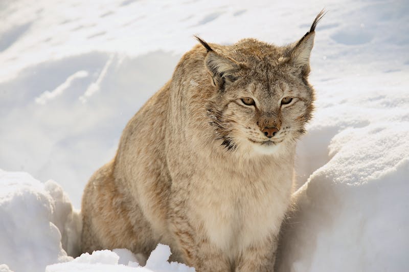 Luchs im Schnee in der Region um Tromsö - Norwegen - ©Dmitry Chulov - stock.adobe.com