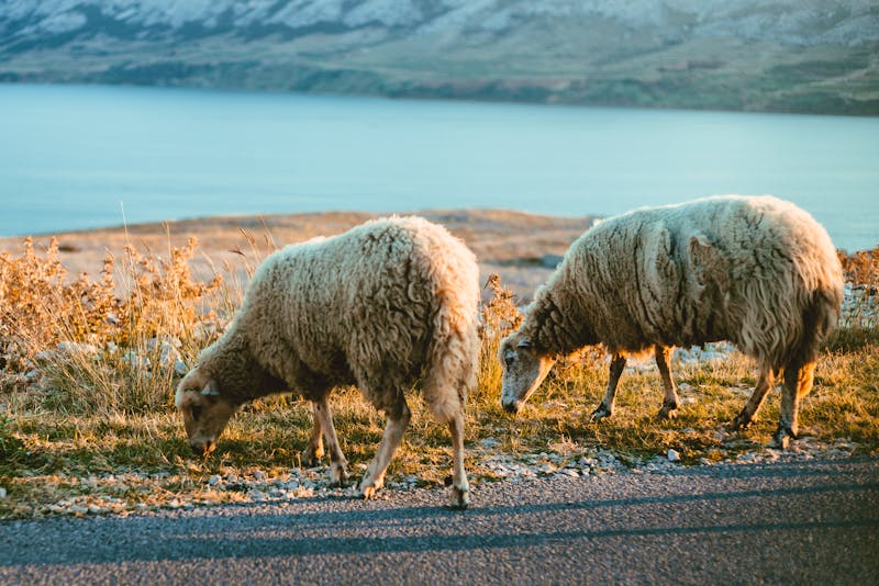 Schafe auf der Insel Pag - ©Matt Benzero - stock.adobe.com