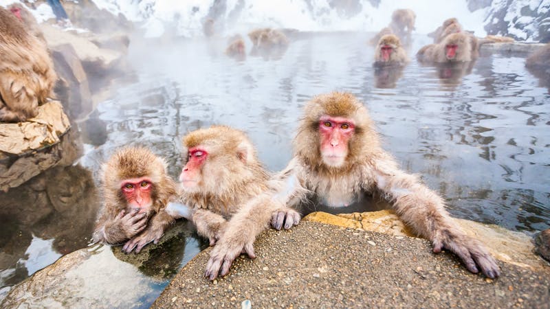 Gruppe von Schneeaffen in einer heißen Quelle in Jigokudani Yaen-Koen - ©Victoria Chekalina - Adobe Stock