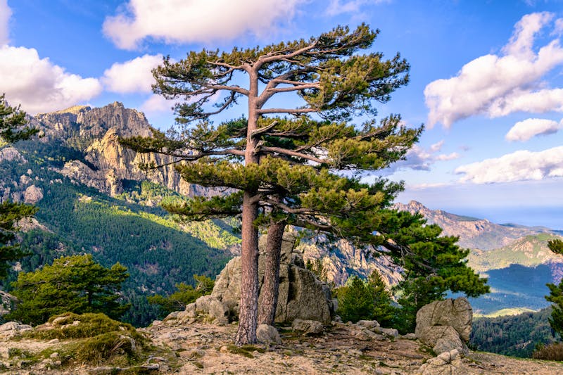 Gebirgszug Aiguilles de Bavella auf Korsika - ©CA Irene Lorenz - stock.adobe.com
