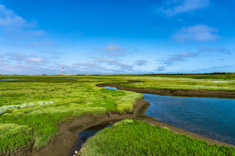 Salzwiesen auf der Insel Wangerooge - ©LegusPic - stock.adobe.com