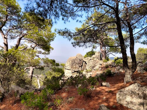 Pinienwald und Basalt am Berg Madari - Zypern &ndash; &copy; Konrad Füssel (Eberhardt TRAVEL)