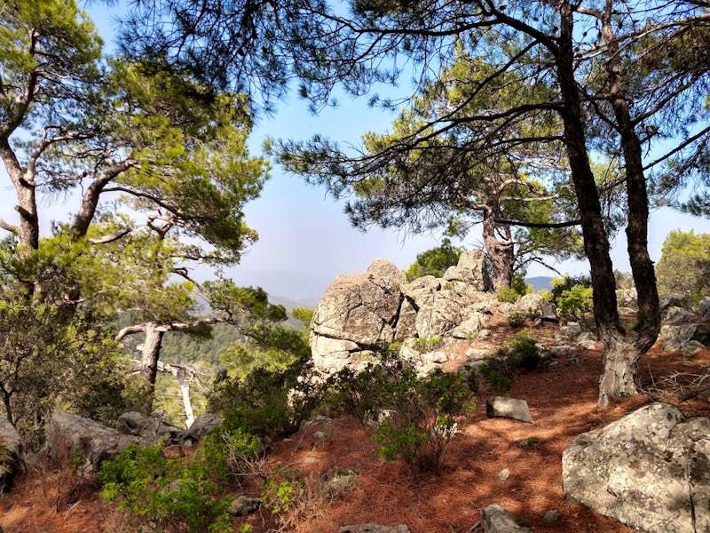 Pinienwald und Basalt am Berg Madari - Zypern - ©Konrad Füssel (Eberhardt TRAVEL)