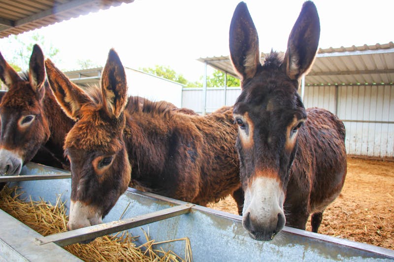 Esel auf einer Farm in Zypern - ©Екатерина Пименова - stock.adobe.com