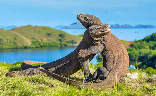 Komodo-Warane auf der Insel Rinca - Indonesien &ndash; &copy; Uryadnikov Sergey - stock.adobe.com