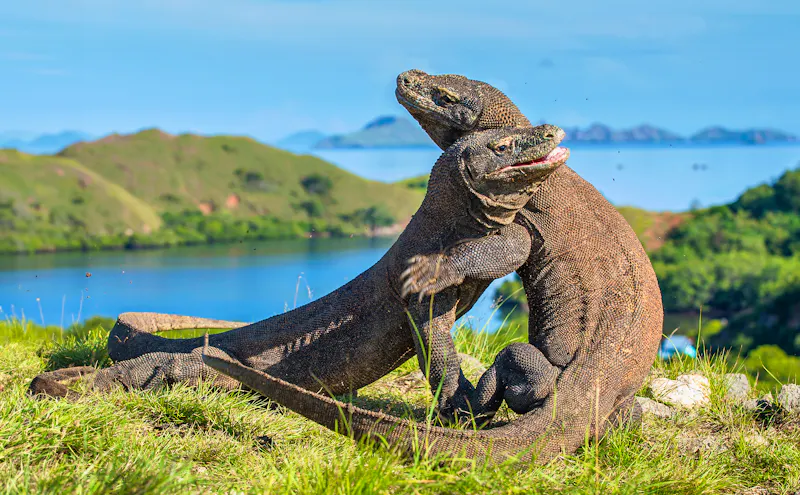 Komodo-Warane auf der Insel Rinca - Indonesien - &copy;Uryadnikov Sergey - stock.adobe.com