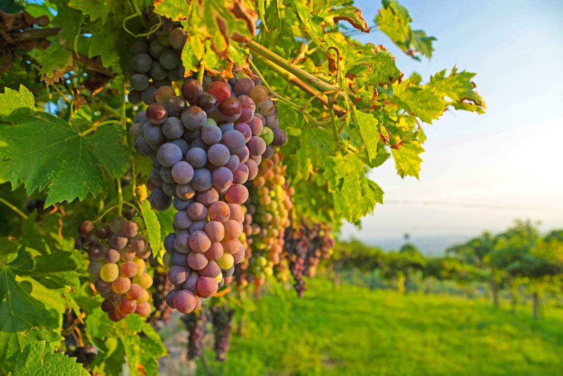Weintrauben im Valpolicella – © Matthias Riedinger - stock.adobe.com