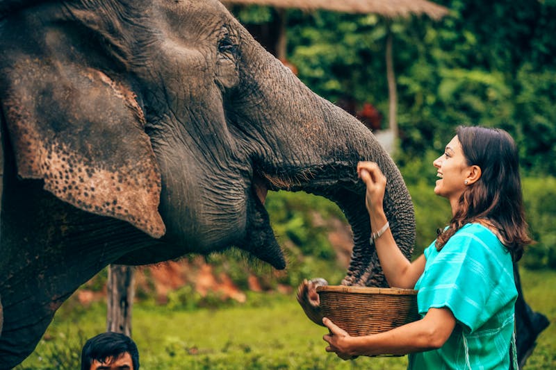 Asiatischer Elefant bei Chiang Mai  - ©Cheila Anja - stock.adobe.com