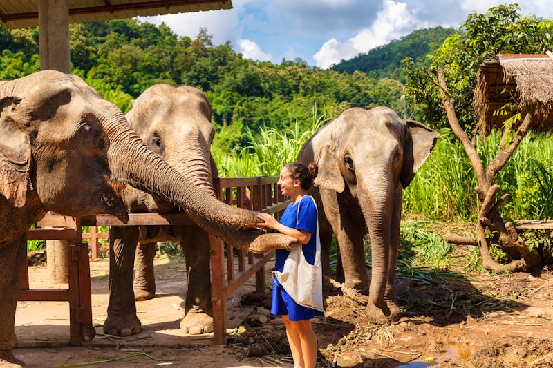 Mädchen mit Bananen in der Hand füttert im Elefanten-Schutzgebiet bei Chiang Mai Thailand - ©LAMBERTOJESUS - stock.adobe.com