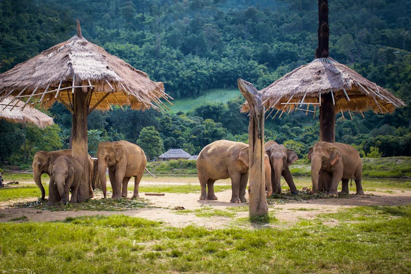 Elefantenherde im Naturpark in Chiang Mai - ©Anna Issakova - stock.adobe.com