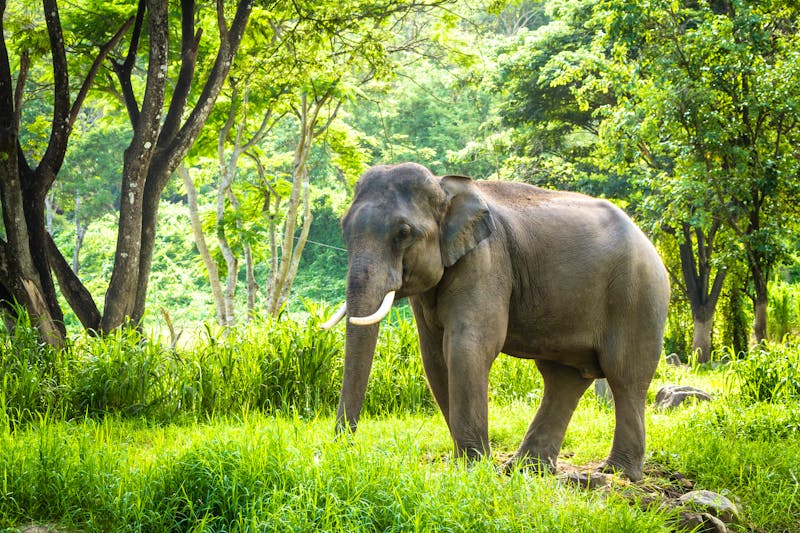 Ein Elefantenbulle im Naturschutzparks bei Chiang Mai - ©hangingpixels - stock.adobe.com