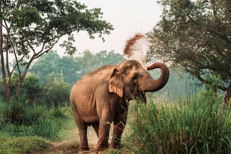 Asiatischer Elefant - ©Kajornsiri - stock.adobe.com