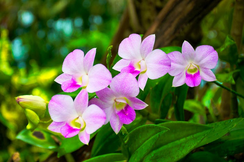 Botanischer Garten von Soroa in West-Kuba - ©หอมกลิ่น กล้วยไม้ - stock.adobe.com