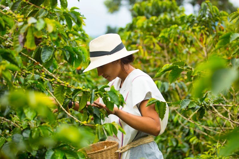 Kaffee-Plantage in Kolumbien - ©Fernando - stock.adobe.com
