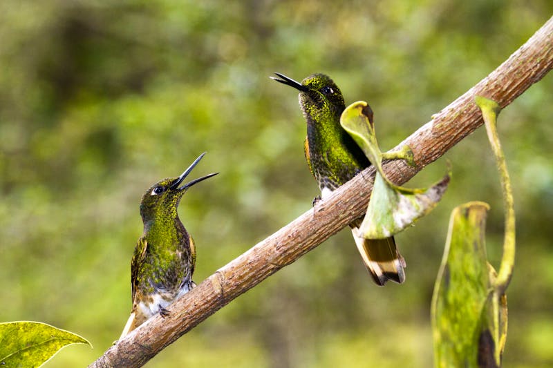 Kolibris im Cocora-Tal  - ©Fredy Thürig - stock.adobe.com