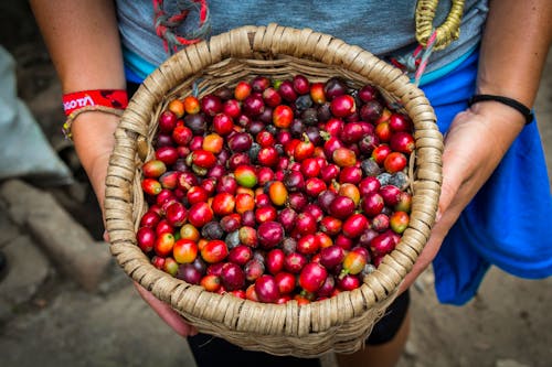 Kaffeebohnen in Kolumbien &ndash; &copy; Angel - stock.adobe.com
