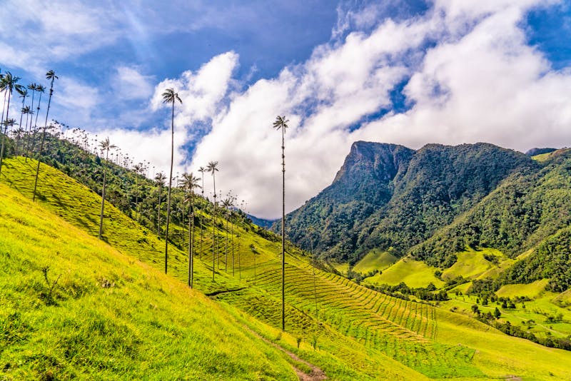 Cocora-Tal im Kolumbien - ©JERSON DELGADO ARISTOFENNES - stock.adobe.com