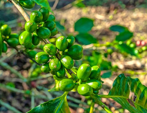 Kaffeeanbau in Kolumbien – © DAVID OTÁLORA  - stock.adobe.com