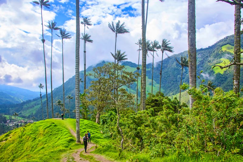 Wachspalmen im Cocora-Tal - höchste Palmenart der Welt - ©raquelm. - stock.adobe.com